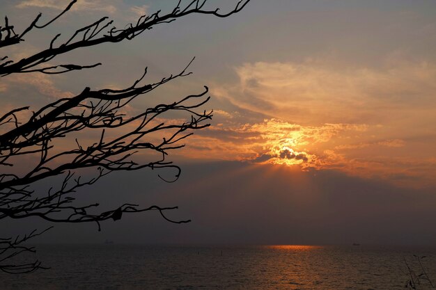 Promień światła słonecznego w okresie letnim z chmurami, morzem i dużą gałęzią drzewa.