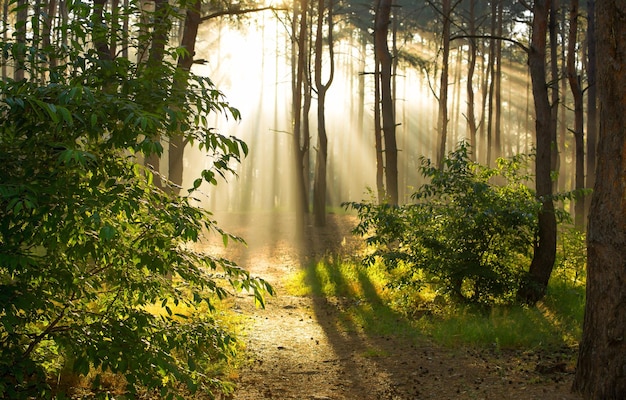 Promienie porannego słońca budzą naturę