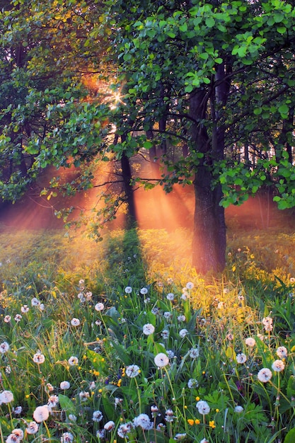 Promienie porannego słońca oświetlają polanę polnymi kwiatami i mleczem