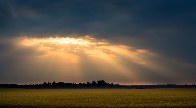 Promienie słońca nad polem pszenicy rano podczas wschodu słońca. Ciemne chmury nad polem o zachodzie słońca