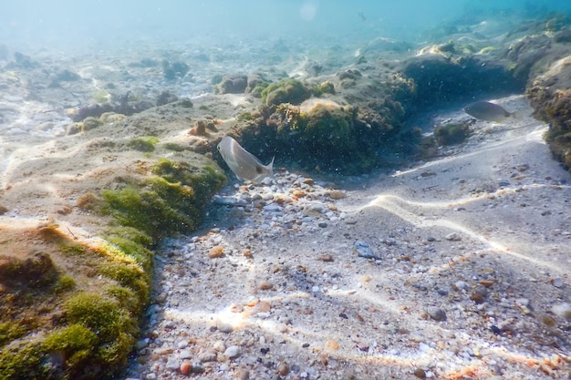 Promienie słońca podwodne skały i kamyki na dnie morskim pływające ryby