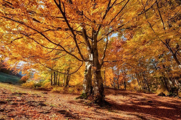 Promienie słońca przez jesienne drzewa Naturalny jesienny krajobraz w lesie Jesienny las i słońce jako tło Jesienny obraz