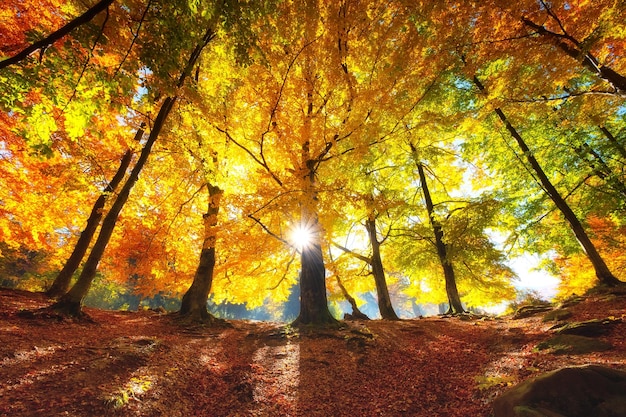 Promienie słońca przez jesienne drzewa Naturalny jesienny krajobraz w lesie Jesienny las i słońce jako tło Jesienny obraz