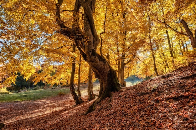 Promienie słońca przez jesienne drzewa Naturalny jesienny krajobraz w lesie Spadek lasu i słońce jako tło Spadek obrazu