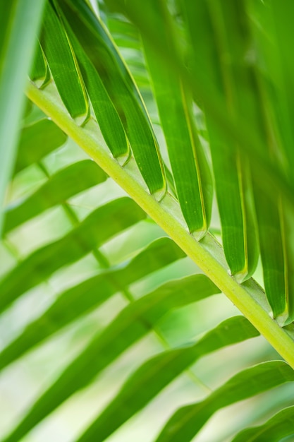 Promienie słońca przez liście palmowe. Nieostrość. Natura dżungli. Zakończenie nasycony zielony palmowy liść.