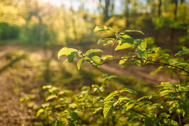 Promienie słoneczne przepływające przez sosny i oświetlające młode zielone liście na krzakach w