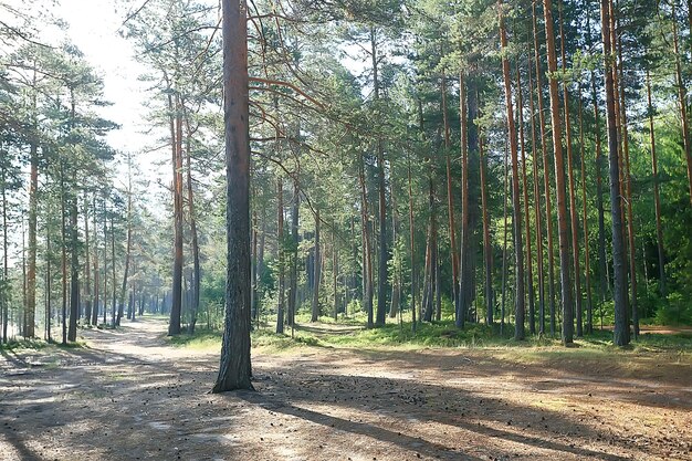 promienie słoneczne w lesie iglastym, abstrakcyjny krajobraz letni las, piękna dzika przyroda