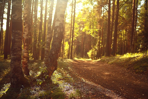 promienie słoneczne w lesie iglastym, abstrakcyjny krajobraz letni las, piękna dzika przyroda