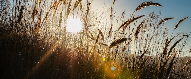 Promienie słoneczne z kolorowymi refleksami przez kłosy na tle błękitnego nieba.