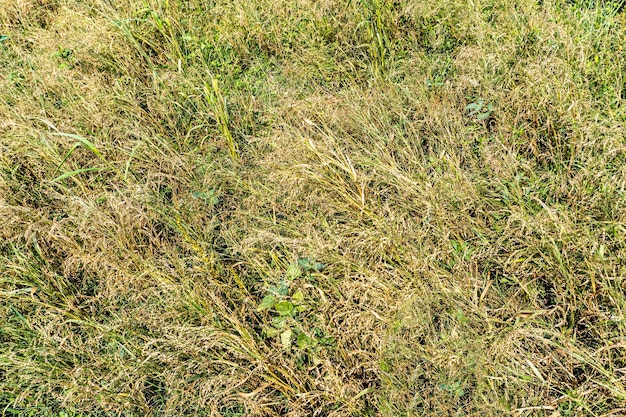 Proso proso Nazwa naukowa jako Panicum miliaceum dojrzałe nasiona na polu letnim Inne gatunki to proso janowiec proso wieprz proso kaszfi proso czerwone i proso białe izolowane