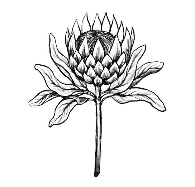 Protea kwiat ręcznie rysowane ilustracja botaniczna monochromatyczne czarno-biały szkic tuszem grafika liniowa izolowany na białym tle kolorowanki