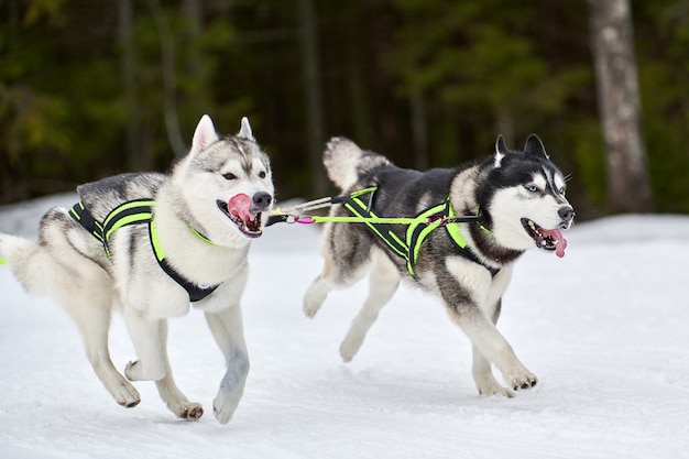 Prowadzenie Psa Husky Na Wyścigach Psich Zaprzęgów