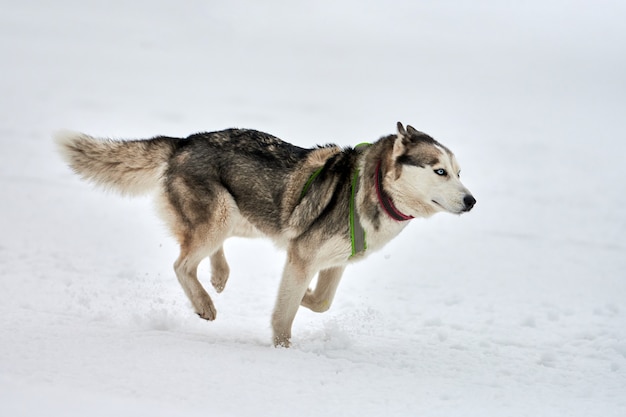 Prowadzenie psa husky na wyścigach psich zaprzęgów