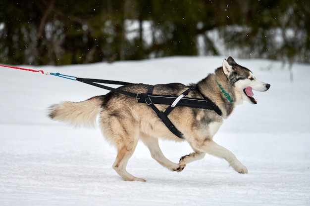 Prowadzenie psa husky na wyścigach psich zaprzęgów