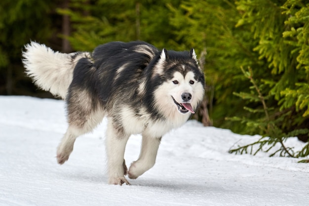 Zdjęcie prowadzenie psa malamute na wyścigach psich zaprzęgów