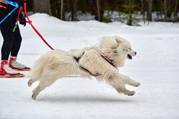 Prowadzenie psa Samoyed na wyścigach psich zaprzęgów. Zimowe zawody w zaprzęgach psów sportowych.