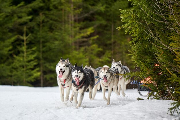 Prowadzenie psów na psich zaprzęgach wyścigowych na zaśnieżonej drodze biegowej