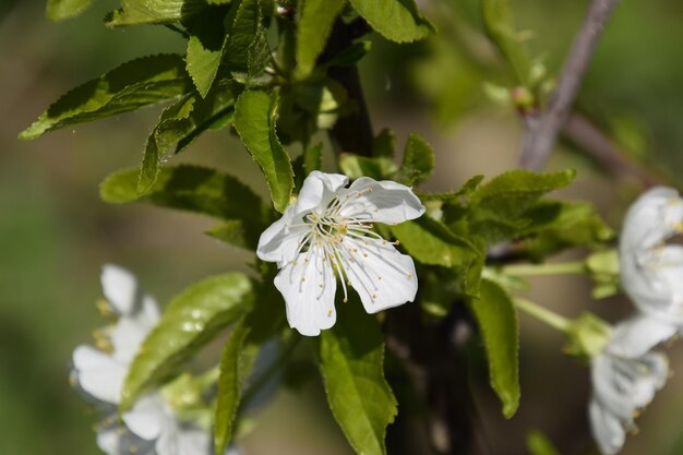 Zdjęcie prunus avium kwitnąca wiśnia kwiaty wiśni na gałęzi drzewa