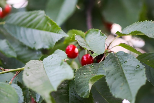 Prunus avium lub czereśnia dojrzałe czerwone owoce na gałęzi drzewa w letnim ogrodzie