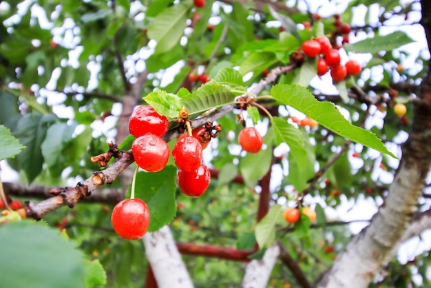 Prunus Avium Lub Czereśnia Dojrzałe Czerwone Owoce Na Gałęzi Drzewa W Letnim Ogrodzie