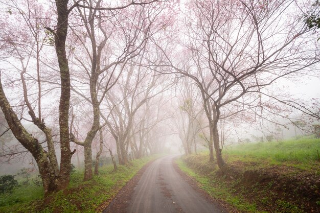 Prunus cerasoides kwitną Sakura Thailand okwitnięcia na khunwang, Chiang Mai, Tajlandia