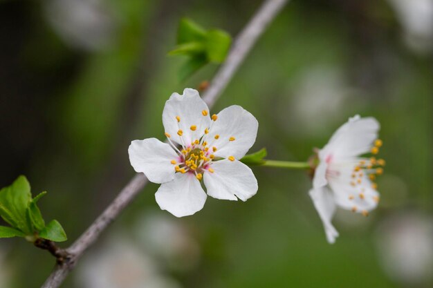 Prunus cerasus kwitnące drzewo kwiat piękne białe płatki tarta wiśnia karłowata kwiaty w rozkwicie