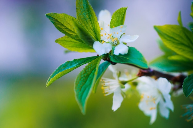 Zdjęcie prunus cerasus tarta wiśniowa lub karłowata morello amarelle wiśnia montmorency