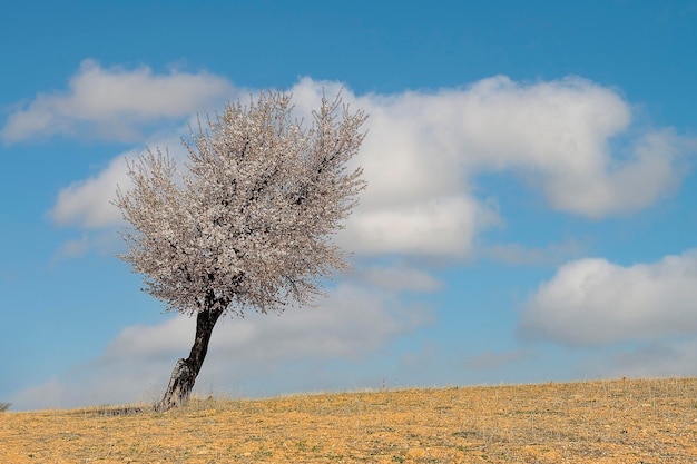 Prunus Dulcis Drzewo Migdałowe Jest Drzewem Z Rodziny Różowatych