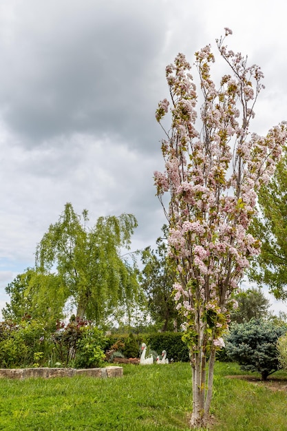 Prunus serrulata lub japońskie drzewo wiśni w ogrodzie projektuje białe różowe kwiaty