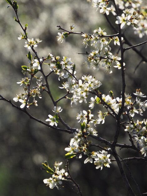 Prunus spinosa kwitnie o świcie