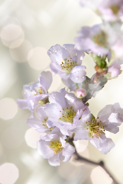 Prunus subhirtella, wiśnia kwitnąca zimą. Zbliżenie na pąki i kwiaty. Tło flory. Nieostrość, streszczenie tło. Monochromatyczny wygląd, nasycone barwy, neutralne tony.