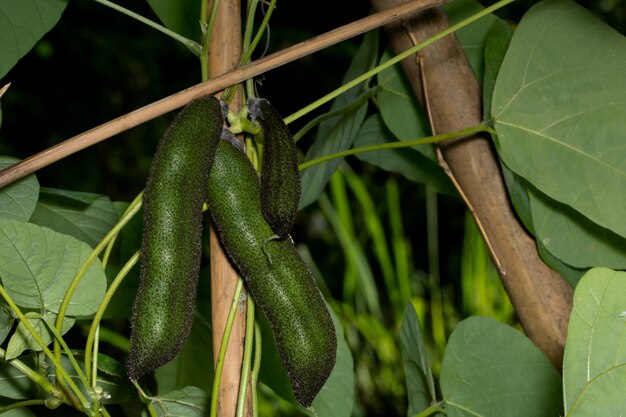 Pruriens Makro Mucuna