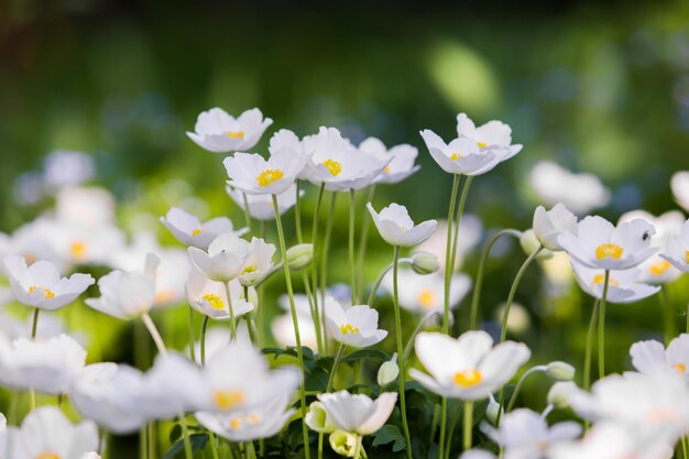 Przebiśnieg Anemone Anemone sylvestris w sezonie wiosennym Płytkie skupienie