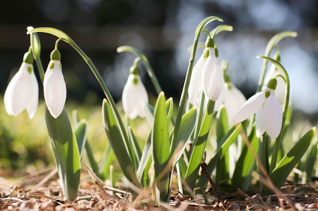 Przebiśnieg lub przebiśnieg pospolity Kwiaty Galanthus nivalisPrzebiśniegi po stopieniu śniegu