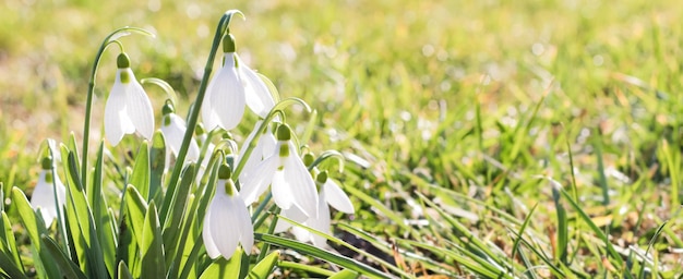 Przebiśnieg lub przebiśnieg pospolity Kwiaty Galanthus nivalisPrzebiśniegi po stopieniu śniegu