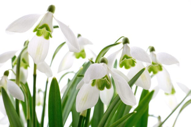 Przebiśniegi (Galanthus nivalis) na białym tle