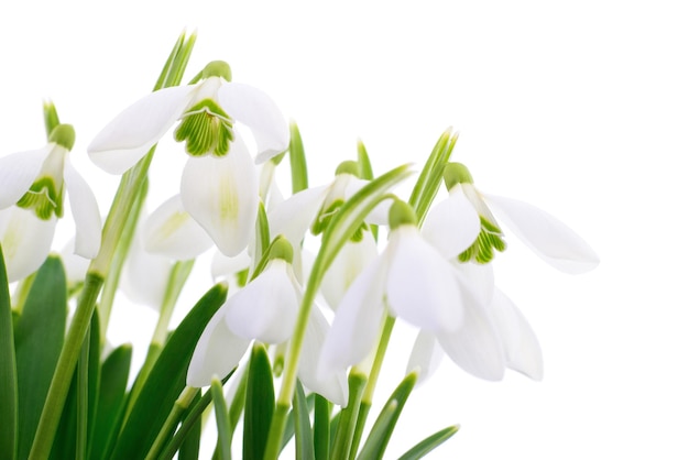 Przebiśniegi Galanthus nivalis na białym tle