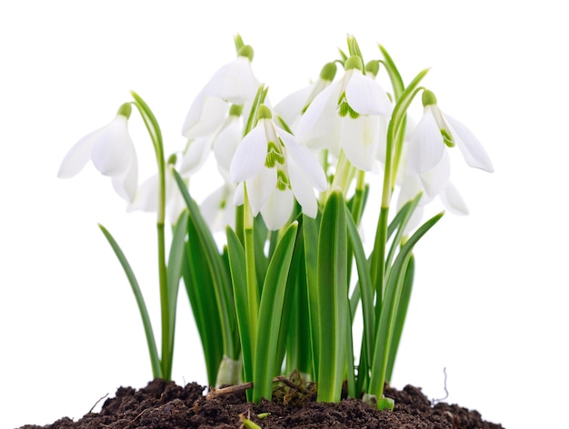 Przebiśniegi Galanthus nivalis na białym tle