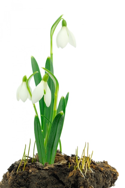 Przebiśniegi (galanthus Nivalis) Na Białym Tle