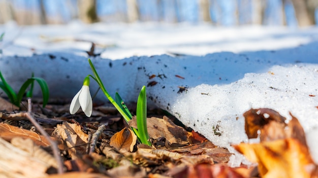 Przebiśniegi W Wiosennym Lesie