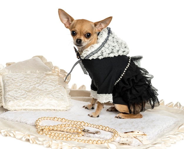 Przebrany Chihuahua siedzi na dywanie samodzielnie na białym tle
