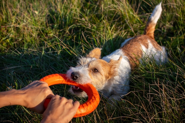 Przeciąganie pomarańczowych pierścionków z Jack Russell Terrierem.