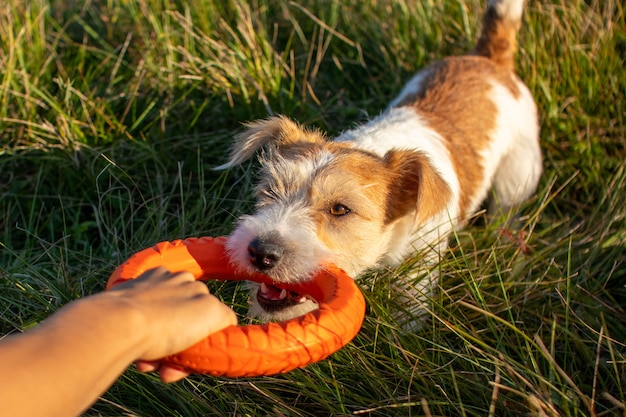 Przeciąganie pomarańczowych pierścionków z Jack Russell Terrierem.