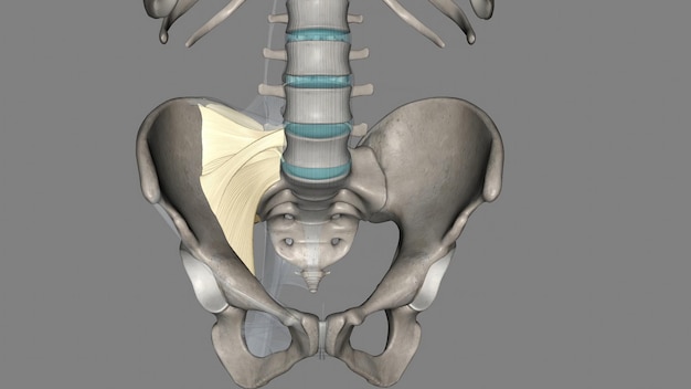 Zdjęcie przedni więzadło wzdłużne to więzadło, które rozciąga się przez przedni wrzód ciała kręgowego
