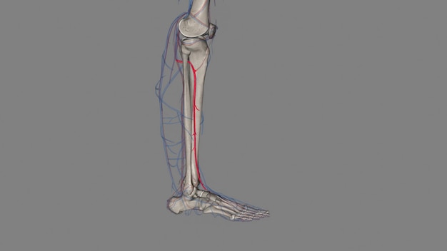 Przednia tibialna tętnica jest tętnicą nogi