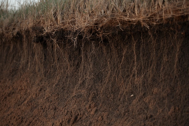 Zdjęcie przekrój ziemi z korzeniami i warstwami błota w letni dzień