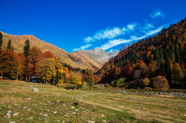 Przełęcz Pyv w Abchazji. Wspaniały jesienny krajobraz. Łąki alpejskie. Auadhara.