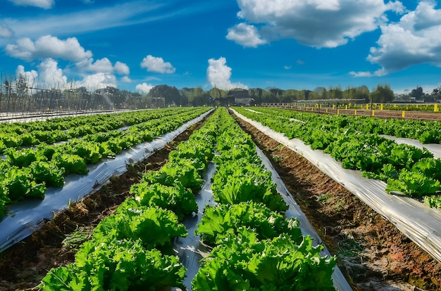 Przemysł rolniczy. Rosnąca sałata sałatkowa na polu z błękitnym niebem
