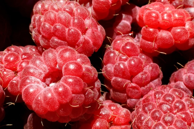Przemysłowa uprawa roślin malin dojrzałych czerwonych owoców malina makro z bliska owoce maliny b...