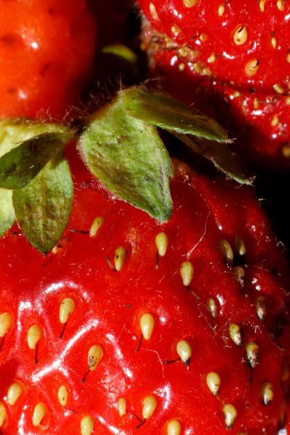 Przemysłowa uprawa truskawek dojrzałe czerwone owoce truskawka makro ekstremalne zbliżenie słomka...